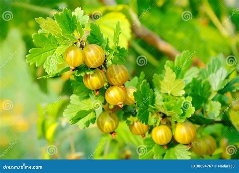 Ripe gooseberries - Photos by Canva