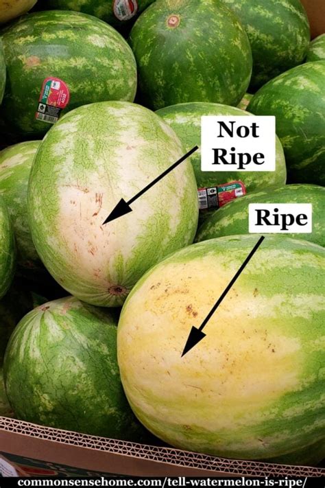😈 [PPV] Ripestmelons Leaked