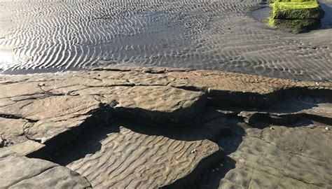 Which of these sedimentary structures are formed by organisms? Stromatolites, Root marks, Trails, Burrows, Tracks, and Borings. In an asymmetrical ripple the steeper side is. Down current. Burrows may be different from borings because. Burrows form and soft sediment and borings form in hard sediment.. 