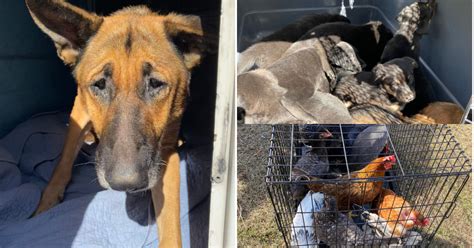 Rise in Citrus County animal cruelty cases explained