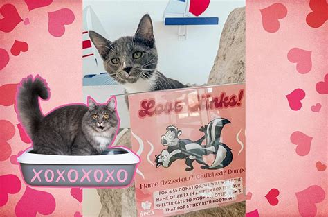 Rispca love stinks. the RISPCA says in a Facebook post. Under the headline "Love Stinks," the post published Friday depicts amorous cartoon skunk Pepé Le Pew holding feline love interest Penelope Pussycat in an ... 