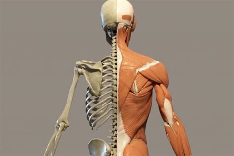 Risposte alla guida allo studio del sistema muscoloscheletrico di anatomia umana. - Weider 9645 guida per esercizi in palestra a casa.