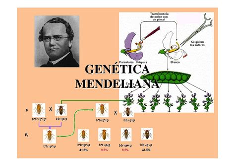Risposte alla guida allo studio m 10 genetica mendeliana. - 98 polaris magnum 425 2x4 service handbuch.