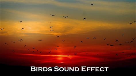 River and birds sound effect free download.  Listen now.  Use these roy...