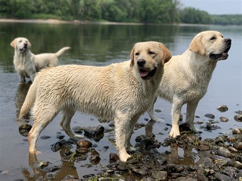 River haven labradors of mn. River Haven Labradors of MN, Saint Cloud, Minnesota. 1,253 likes · 30 talking about this. Welcome! Here at River Haven, It's our great JOY to provide families with the gift of a best friend, 