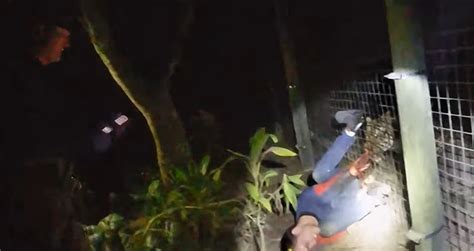 River rosenquist. TAMPA, Fla. (WFLA) — Graphic body camera video from the Collier County Sheriff’s Office shows the moments after a man was attacked by a tiger at the Naples Zoo. The man, River Rosenquist, 26 ... 