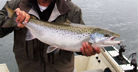 River salmon. On August 12th, a total of 87 rod-caught salmon were reported. The good fishing in River Skjern continued for the rest of the season, and despite a weak start, 2018 was to become a record year with a total of 1,748 salmon caught on rod. A large proportion of the fish caught were grilse, that is to say salmon having spent one winter at sea only. 