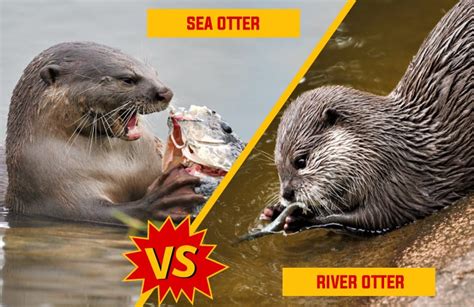 River vs sea otter. There are thirteen existing otters, from the giant river otter of South America to the small-clawed otter of Southeast Asia. 2. ... Sea otters hunt along the sea bed for crabs, sea urchins: clams, sea snails, and other bottom feeders. Otters have been known to use tools when eating. When they hunt for clams or other prey with hard shells ... 