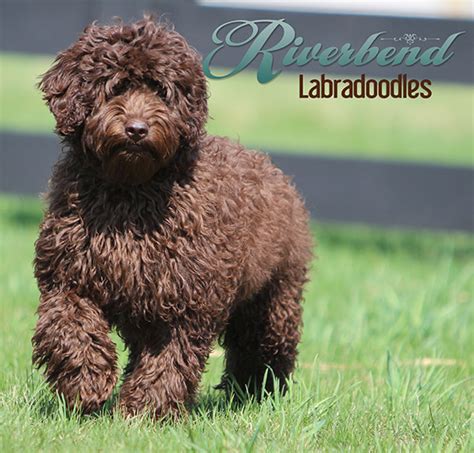 Riverbend labradoodles. Berkley was the initiator of our small, home-based, breeding program. In June, 2018, her first litter of (8) spectacular caramel and chocolate babies were born. In March, … 