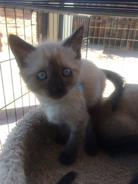 Beautiful Siamese kittens. Shots and wormed. 8 weeks Super lovable. Seller Bev. Ad ID 67494. Published 30+ days ago. Pet Cats. Breed Siamese Breed Info. Location Riverside, Riverside County, California. Price $100.. 