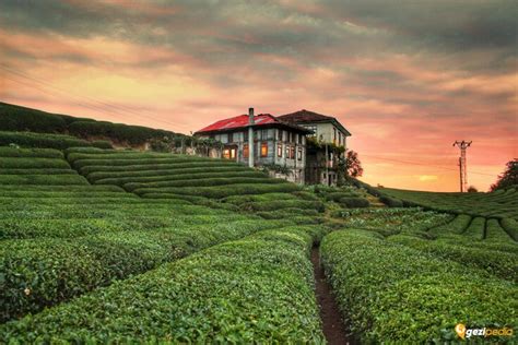Rize Cayeli En Yakin terapi halı yıkama