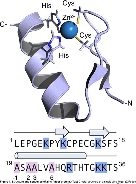 RmZAT10, a novel Cys2/His2 zinc finger transcription factor of …