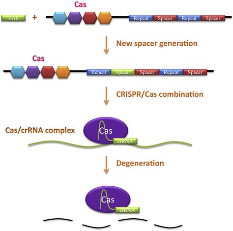 Rna guided human genome engineering via cas9. - The parenting children course guest manual the parenting course.