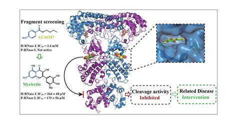Rnase inhibitor examples.  This RNase contamination can often go unnoticed. ...