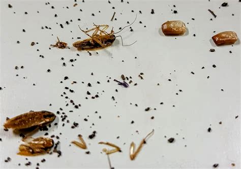 Roach poop. Cockroach poop can be many different colours, depending on the type of cockroach and what they have been eating. The most common colours are brown, black, or reddish-brown. If you see cockroach poop that is a different colour, it could indicate a health problem. 