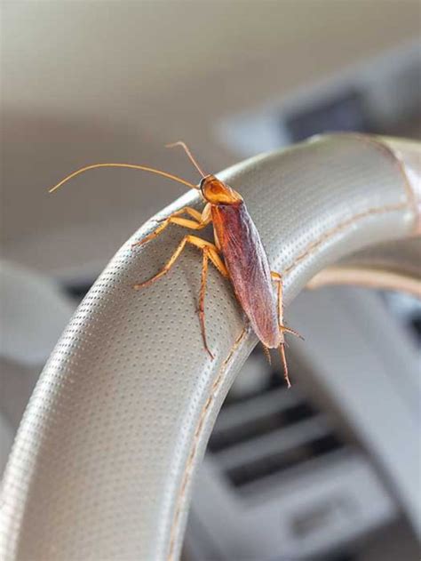 Roaches In Your Car: How They Get In and How to Kill Them