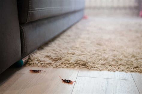 Roaches in apartment. 
