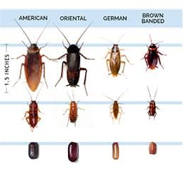 Roaches in arizona. Things To Know About Roaches in arizona. 