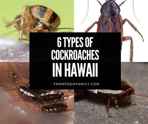 Roaches in hawaii. Things To Know About Roaches in hawaii. 