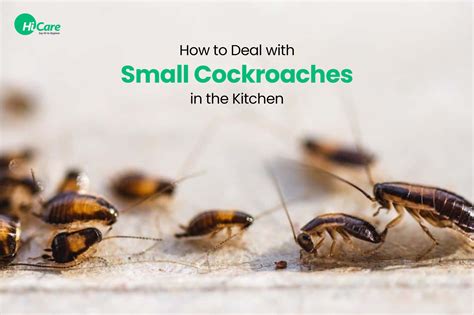 Ways to get rid of roaches in your kitchen: · Store food in sealed, airtight containers or zipper bags · Close any containers with water or liquids in them · W.... 