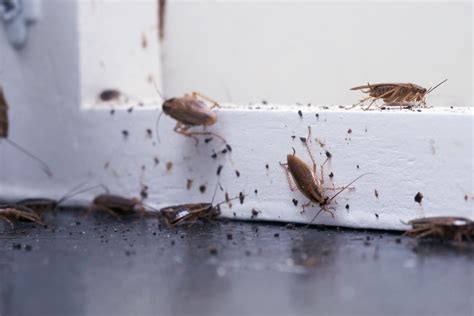 Roaches in the kitchen. Many people proved peppermint essential oils are effective in dealing with insects and pests, including roaches. You can mix these oils with some tablespoons of vinegar to maximize the impact. Use them to clean your kitchen cabinets. Then, rinse your kitchen cabinets with water and mop them using a piece of cloth. 