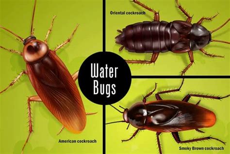 Roaches vs water bugs. Mar 9, 2024 · By Joel Cowen. An insect infestation in your home is one of the most frustrating problems. The first step in stamping out troublesome bugs is identifying what … 