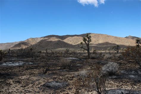 Roads, hiking trails closed in several Joshua Tree destinations as crews work to contain 1,088-acre fire