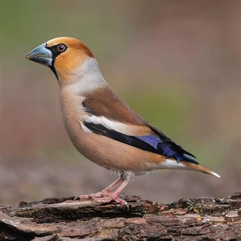 Rob Schoemaker on Instagram: "Hawfinch male (photo 1) and …