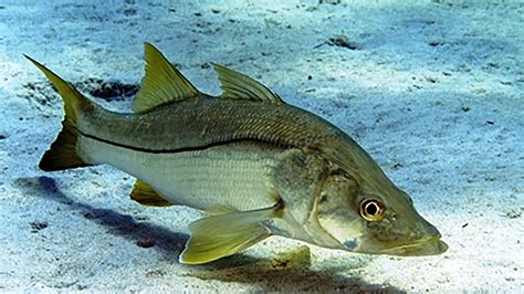 Robalo - The common snook is also known as the sergeant fish or robalo. It was originally assigned to the sciaenid genus Sciaena; Sciaena undecimradiatus and Centropomus undecimradiatus are obsolete synonyms for the species. One of the largest snooks, C. undecimalis grows to a maximum overall length of 140 cm (4.6 ft). The common length is 50 cm (1.6 ft). 
