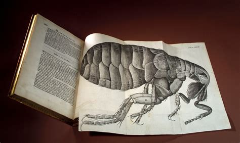 Robert Hooke, Micrographia, flea on JSTOR