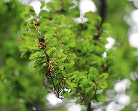 Robert Miller: Across Connecticut, once-lush beech trees are dying