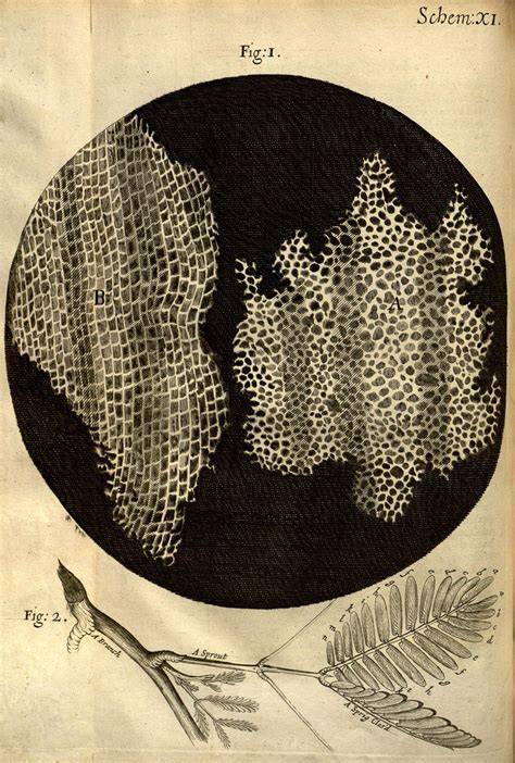 Robert hooke cell