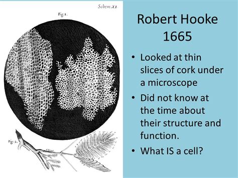 Robert hooke microscope cork function
