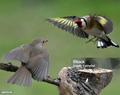 🔥 XxX Robin Goldfinch Onlyfans Leaked