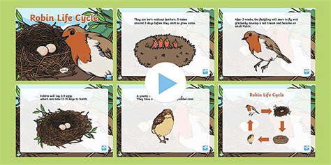 Robin Life Cycle PowerPoint (teacher made) - Twinkl