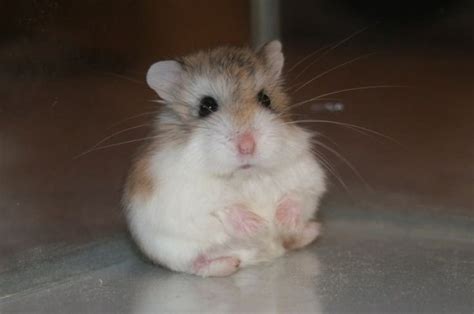 Roborovski hamster satın al