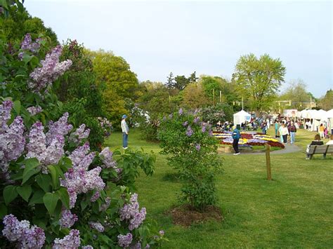 Rochester Lilac Festival - Wikipedia