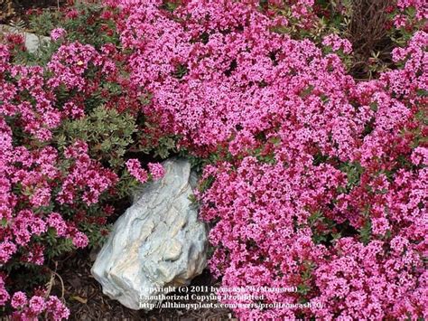 Rock Daphne (Daphne cneorum) - Garden.org