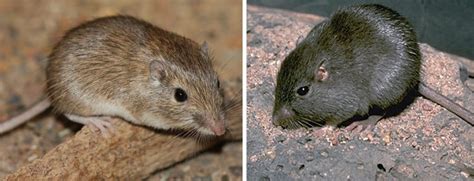 Rock pocket mice cer.  - Predators eat light-colored rock pocket mice.  It note...