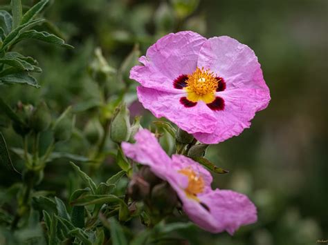 Rock rose