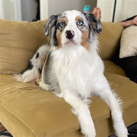 Rockhill australian shepherds. Looking for an Australian Shepherd puppy in ? Check out the breeder profile of Rockhill Australian Shepherds for details including contact information. 