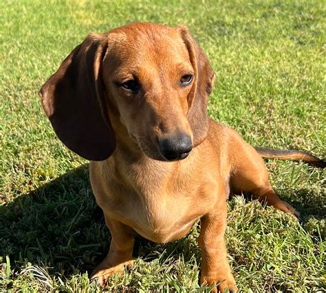 Rockin l dachshunds. Chocolate smooth coat mini dachshund, great friend, loves kids, very playful, loyal to the end, great company for walks 