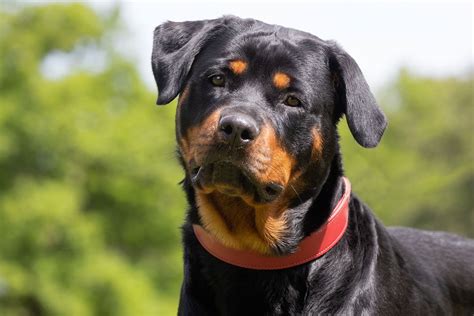 Rockweiler - Rottweiler synonyms, Rottweiler pronunciation, Rottweiler translation, English dictionary definition of Rottweiler. n. A dog of a large breed developed in Germany, having a muscular body, a broad head, and a short black coat with tan markings on the face and legs....