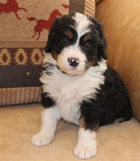 Rocky Mountain Bernedoodle Puppies