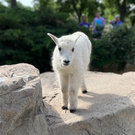 Rocky Mountain goat kid dies suddenly at the Denver Zoo