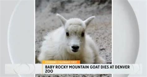 Rocky Mountain goat kid unexpectedly dies at Denver Zoo