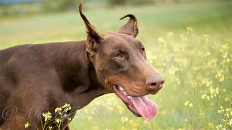 Rocky mountain dobermans. Things To Know About Rocky mountain dobermans. 