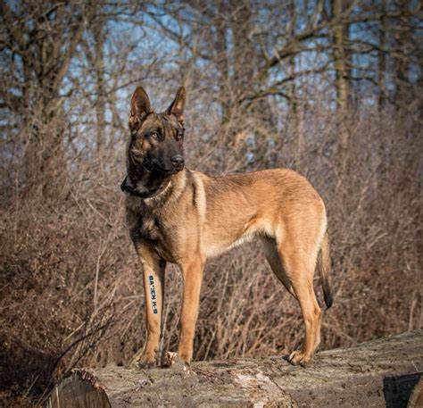 Rocky mountain malinois. We’re looking forward to welcoming Lulu and Bruno’s pups next week! Amazing family dog, protector, adventurer. #Malinois #DutchShepherd #Available 