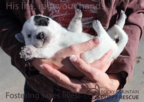 Rocky mountain puppy rescue. Things To Know About Rocky mountain puppy rescue. 