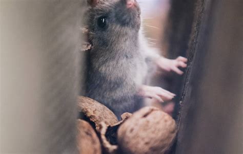 Rodents in walls. STEP 2: Seal any cracks in the walls or foundation and block access to the home. Mice only need a ¼-inch hole to get into a house, but rats need a ½-inch hole. However, their long teeth are ... 
